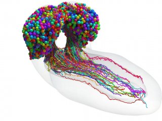 Мозг дрозофилы. Фото: Johns Hopkins University / University of Cambridge