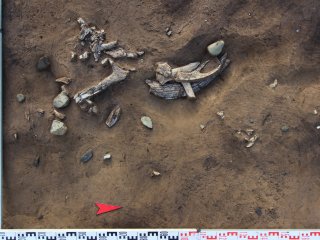 Источник фото: ООО «Красноярская Геоархеология», пресс-служба НГУ 