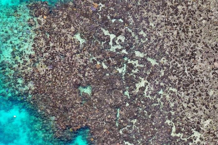 Ученые проанализировали состояние кораллов до и после обесцвечивания. Это изображение было сделано с помощью дрона после обесцвечивания. Фото: Karen Joyce / Griffith University
