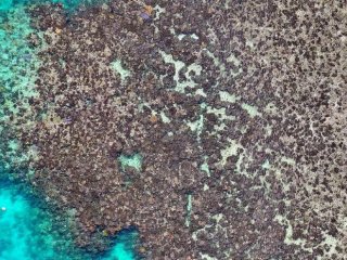 Ученые проанализировали состояние кораллов до и после обесцвечивания. Это изображение было сделано с помощью дрона после обесцвечивания. Фото: Karen Joyce / Griffith University