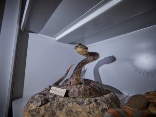 Фото: Елена Либрик / Научная Россия
