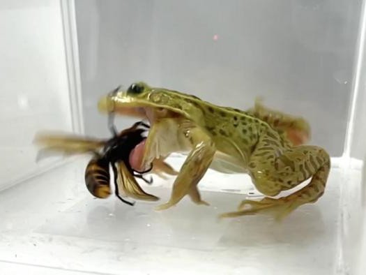 Эколог из Университета Кобе Сугиура Синдзи обнаружил, что прудовая лягушка с чёрными пятнами не боится ядовитых укусов азиатских гигантских шершней, самых крупных в мире. Фото: Shinji Sugiura, Ecosphere 2025 (DOI 10.1002/ecs2.70457)