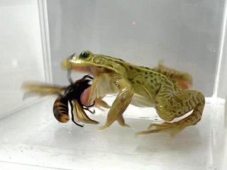 Эколог из Университета Кобе Сугиура Синдзи обнаружил, что прудовая лягушка с чёрными пятнами не боится ядовитых укусов азиатских гигантских шершней, самых крупных в мире. Фото: Shinji Sugiura, Ecosphere 2025 (DOI 10.1002/ecs2.70457)