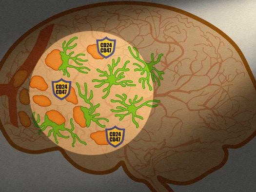 Исследование выявило два белка, которые используют раковые клетки, чтобы избежать уничтожения микроглией при первом попадании в мозг. Фото: Kano Okada, Nagoya University