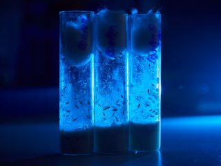 В лаборатории функциональной геномики ИБР РАН. Фото: Елена Либрик / «Научная Россия»