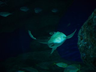 В Центре океанографии и морской биологии «Москвариум». Фото: Елена Либрик / «Научная Россия»