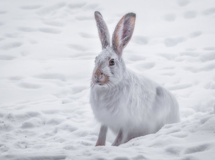 Заяц. Фото: wirestock / фотобанк Freepik