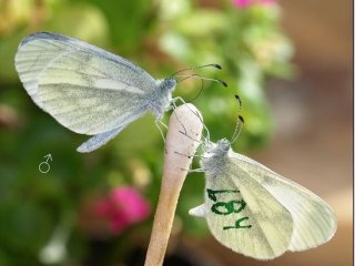 Leptidea sinapis. Изображение авторов исследования Vladimir A. Lukhtanov, Vlad Dincă, Magne Friberg, and Christer Wiklund