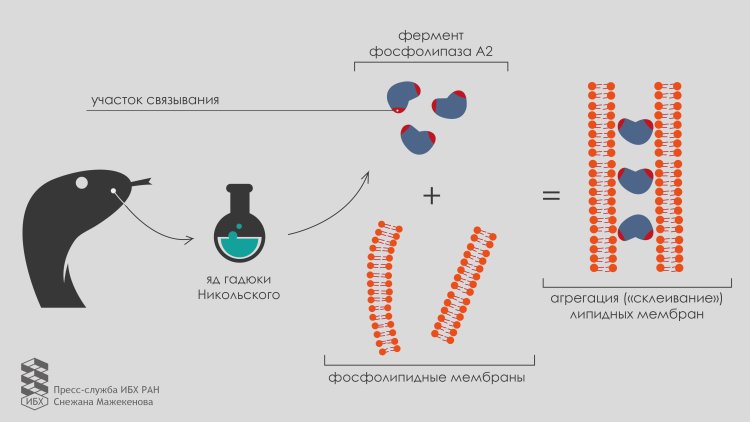 Изображение: Снежана Мажекенова/Пресс-служба ИБХ РАН