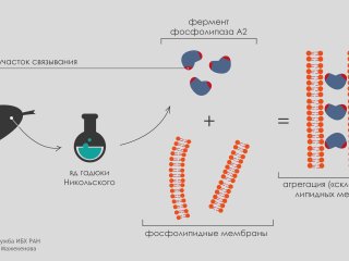 Изображение: Снежана Мажекенова/Пресс-служба ИБХ РАН