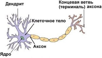 срок жизни нейронов мозга