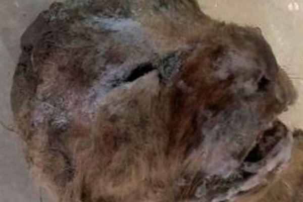 В Якутии найдены отлично сохранившиеся останки детенышей пещерного льва