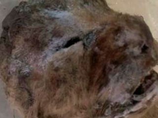 В Якутии найдены отлично сохранившиеся останки детенышей пещерного льва
