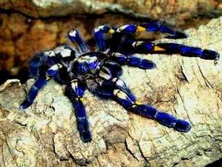 В ходе эволюции тарантулы восемь раз приобретали синий цвет
