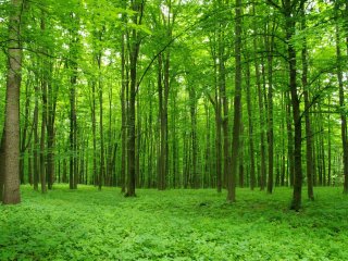 Рост выбросов CO2 сделал планету зеленее