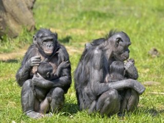Ученые описали, как общаются высшие приматы