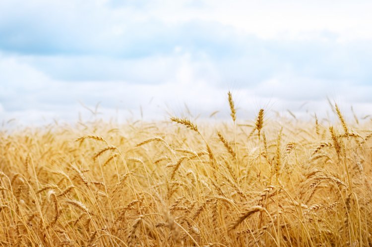 Могут ли древние сорта пшеницы вернуться на рынок