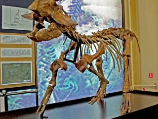 Монтированный скелет сибирского пситтакозавра — новый экспонат Кемеровского областного краеведческого музея