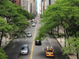 Чем теплее становится в городах, тем меньше диоксида углерода поглощают деревья