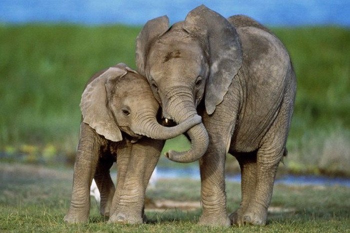 Детеныши млекопитающих предпочитают держаться справа от матери
