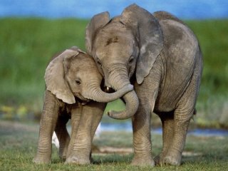 Детеныши млекопитающих предпочитают держаться справа от матери