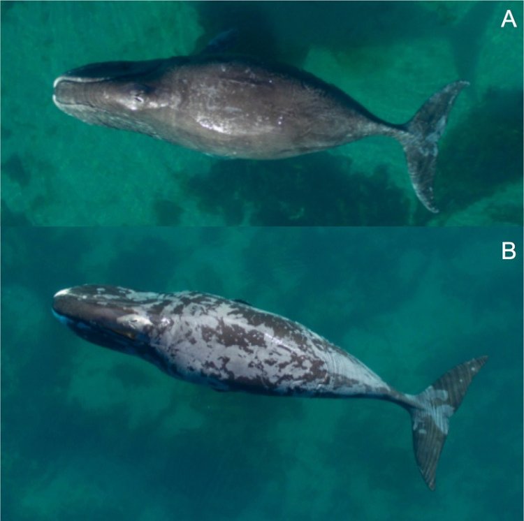 Арктические киты заплывают в «теплые» воды для дерматологических процедур