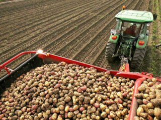 Ученые НИИ сельского хозяйства Республики Коми вывели перспективные сорта картофеля
