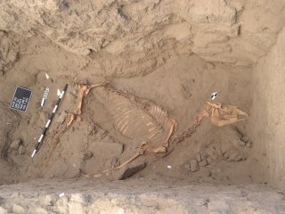 Палеонтологи изучают останки древней лошади, найденные в долине Нила