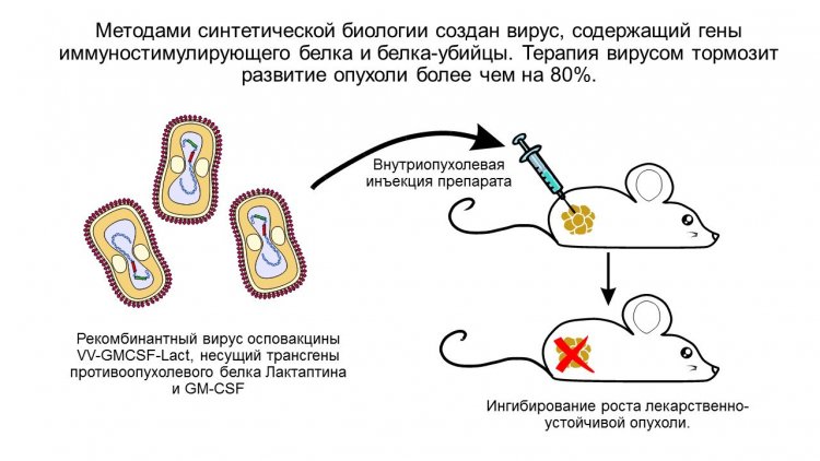 Ученые СО РАН создали прототип средства для борьбы с онкозаболеваниями на основе вируса осповакцины