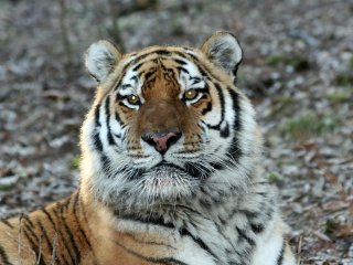 Ученые из Приморья впервые в мире определили геном дикого амурского тигра