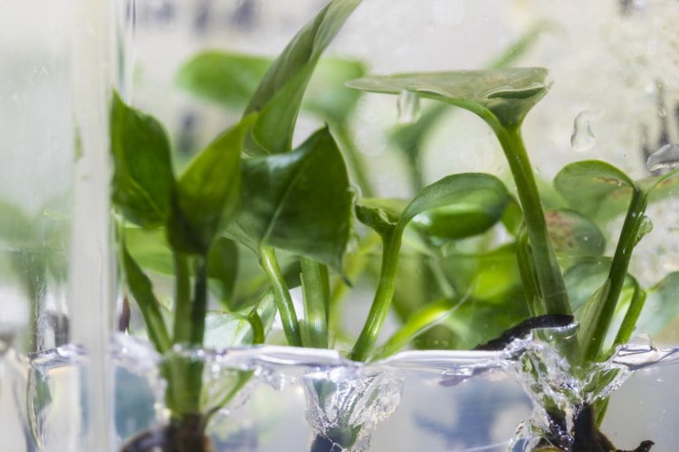 Исследователи "научили" комнатное растение очищать воздух в доме