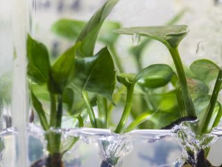 Исследователи "научили" комнатное растение очищать воздух в доме