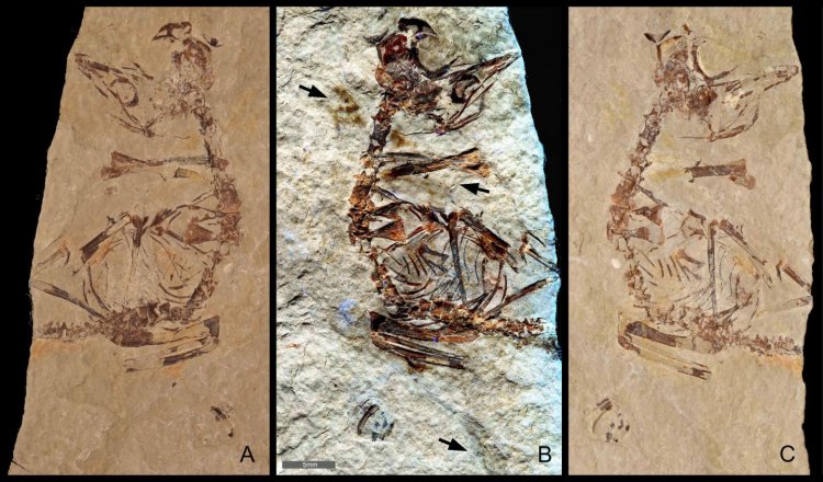 Палеонтологи обнаружили следы перьев в окаменелости птенца, вылупившегося 125 миллионов лет назад