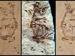Палеонтологи обнаружили следы перьев в окаменелости птенца, вылупившегося 125 миллионов лет назад