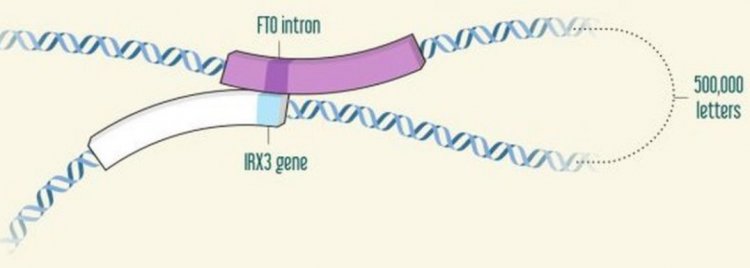 Расположение в ДНК IRX3 (голубой) и FTO (темно-лиловый). Иллюстрация предоставлена Владимиром Бабенко
