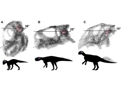 Исследование: взрослея, пситтакозавры вставали с четырех ног на две