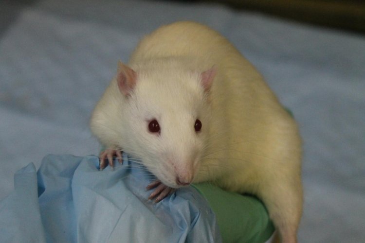 Определенный нейронный путь контролирует зависимость у крыс