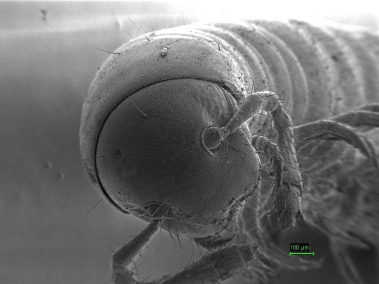 Голова и передняя часть тела одного из новых видов рода Leptoiulus. © Пресс-служба ДГТУ