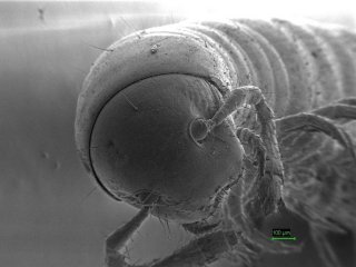 Голова и передняя часть тела одного из новых видов рода Leptoiulus. © Пресс-служба ДГТУ​