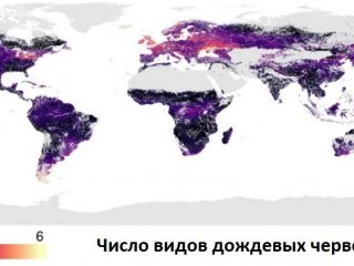 Ученые впервые составили карту биоразнообразия дождевых червей на планете