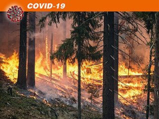 ИКИ РАН: из-за самоизоляции сократилось количество лесных пожаров