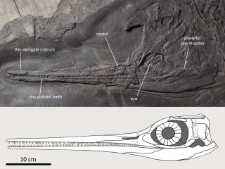 Безанозавры, жившие 240 миллионов лет назад, достигали восьми метров в длину