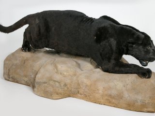 Чёрный ягуар - новый редкий экспонат в Дарвиновском музее…