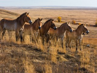 «Лошадь Пржевальского: последняя дикая лошадь на Земле»…
