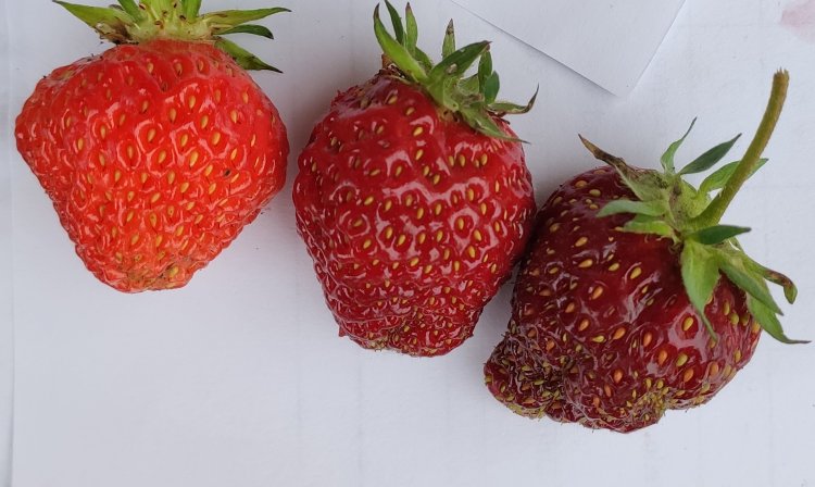 Внешний вид ягод земляники садовой сорта Заря. 