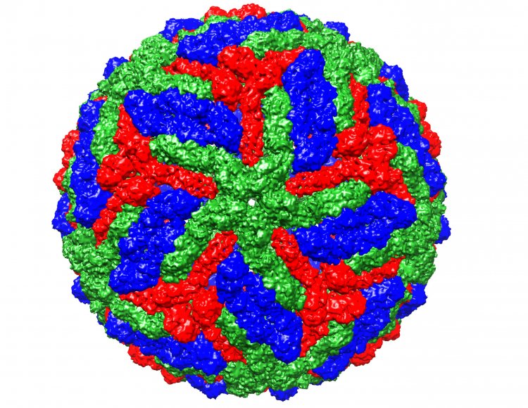 Ученые установили структуру зрелого вируса желтой лихорадки