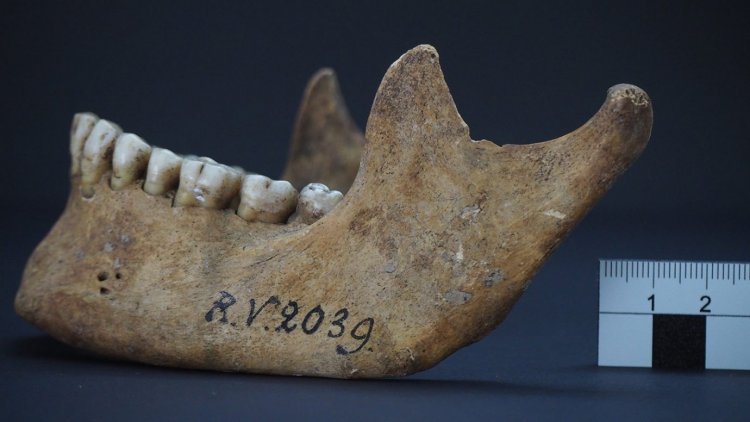 Древние человеческие кости раскрывают самый старый из известных штаммов чумы
