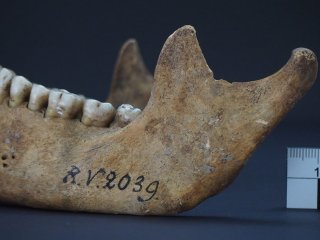 Древние человеческие кости раскрывают самый старый из известных штаммов чумы