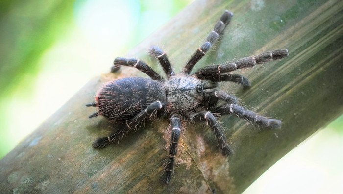 В Таиланде найден паук-птицеед, живущий в стеблях бамбука
