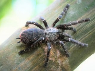 В Таиланде найден паук-птицеед, живущий в стеблях бамбука